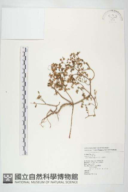 台灣佛甲草、石板菜藏品圖，第1張