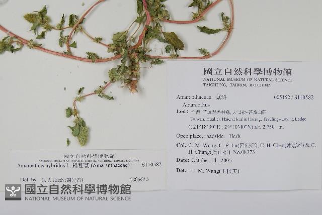 綠穗莧藏品圖，第2張