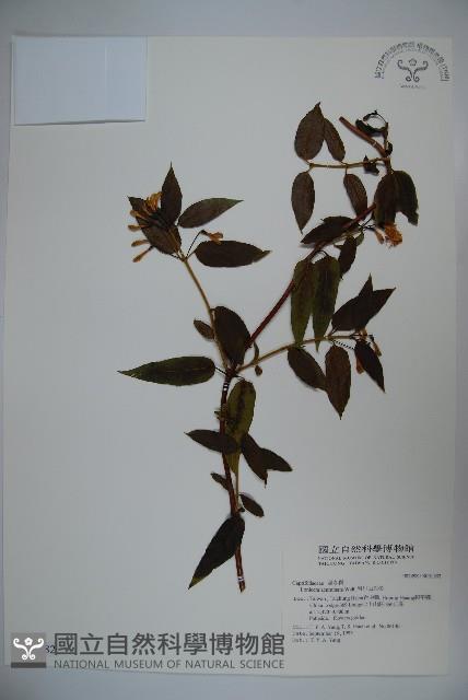 阿里山忍冬、漸尖葉忍冬藏品圖，第1張