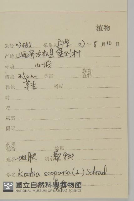 地膚、掃手草藏品圖，第2張