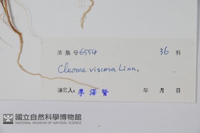 向天黃藏品圖，第2張