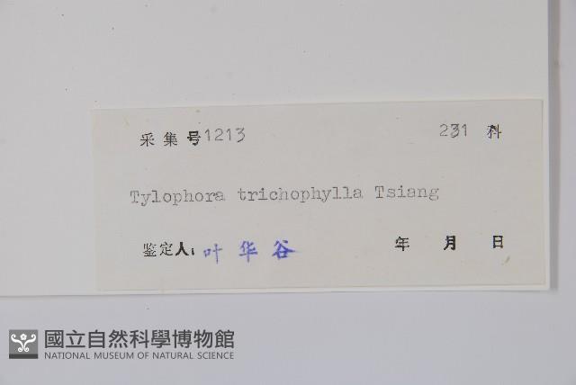 圓葉娃兒藤藏品圖，第2張