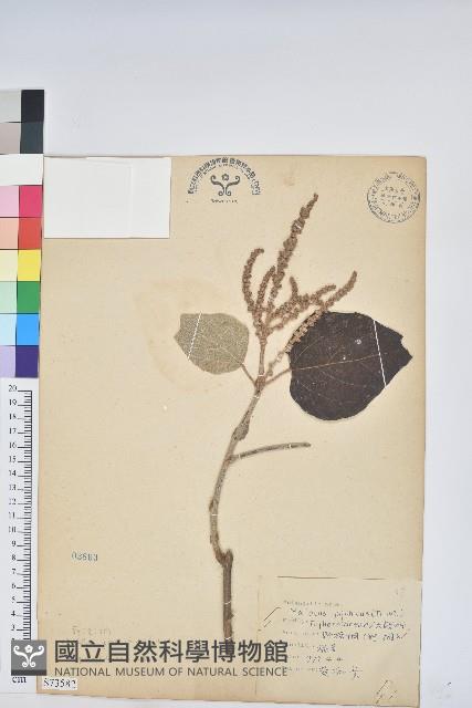 野桐藏品圖，第1張