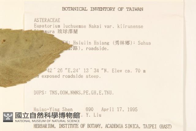 瘤冠麻藏品圖，第2張