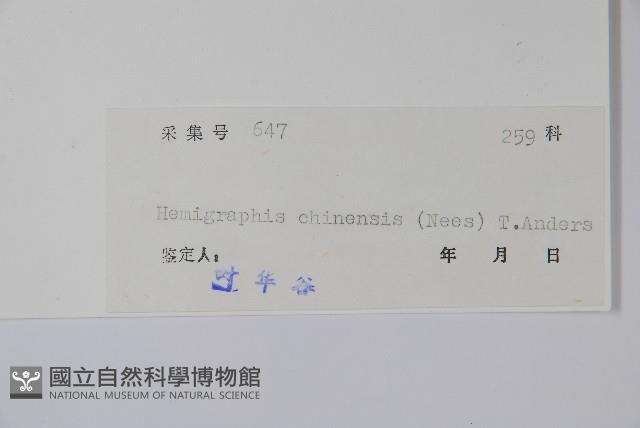 半柱花藏品圖，第2張