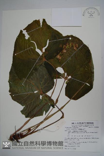 Accession Number:S085620 Collection Image, Figure 1, Total 2 Figures