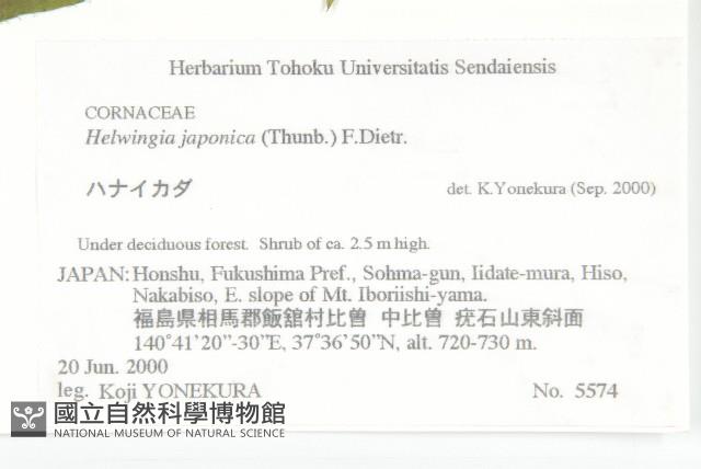 青莢葉藏品圖，第2張