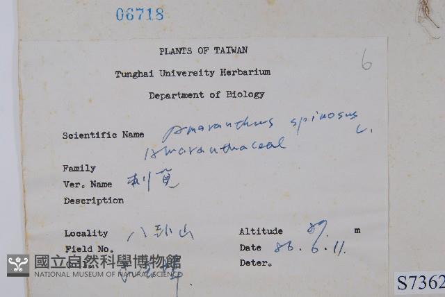 刺莧藏品圖，第2張