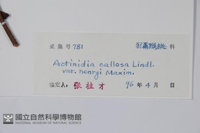 京梨獼猴桃藏品圖，第2張