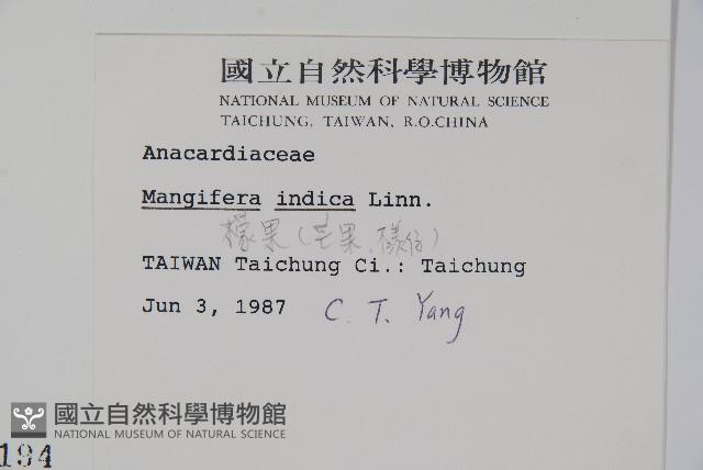 芒果、檬果、檨仔藏品圖，第2張