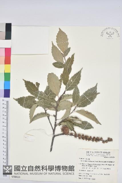 臺灣苦櫧藏品圖，第1張