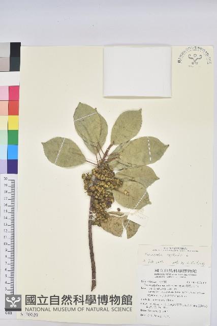 土沉香藏品圖，第1張