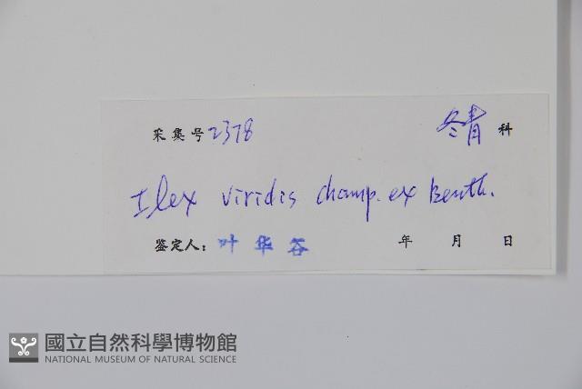 亮葉冬青藏品圖，第2張