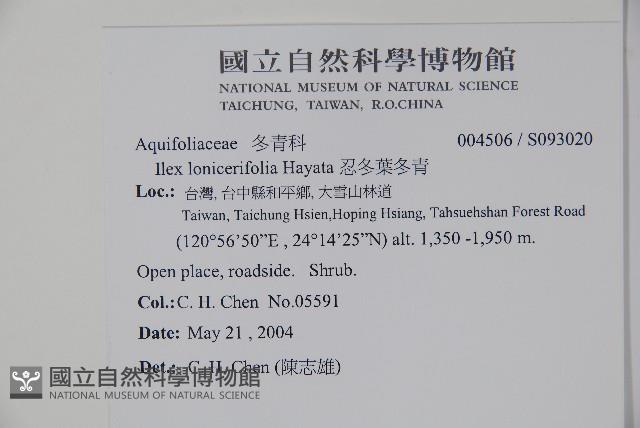 忍冬葉冬青藏品圖，第2張