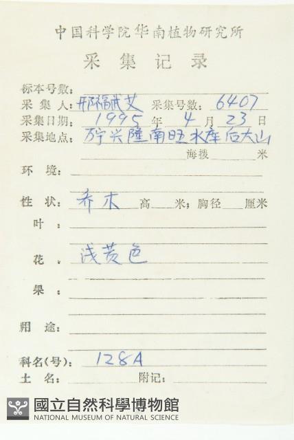 印度唸珠樹藏品圖，第2張