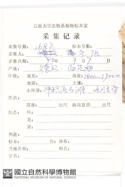 苞葉風毛菊藏品圖，第2張