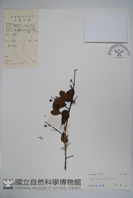 鐵冬青藏品圖，第1張