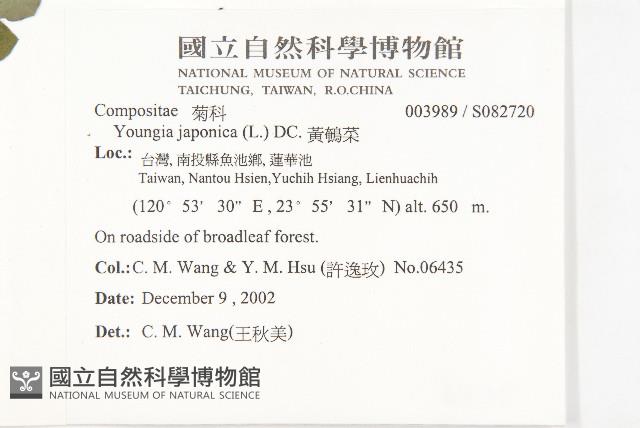 黃鵪菜藏品圖，第2張