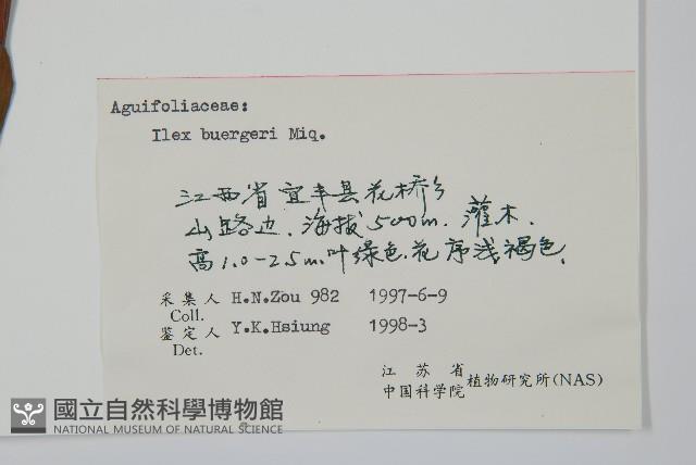 短梗冬青藏品圖，第2張