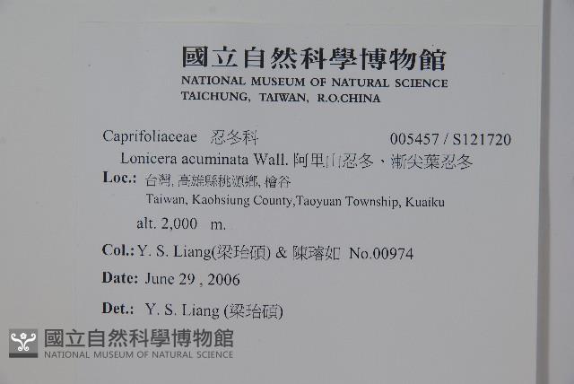 阿里山忍冬、漸尖葉忍冬藏品圖，第2張