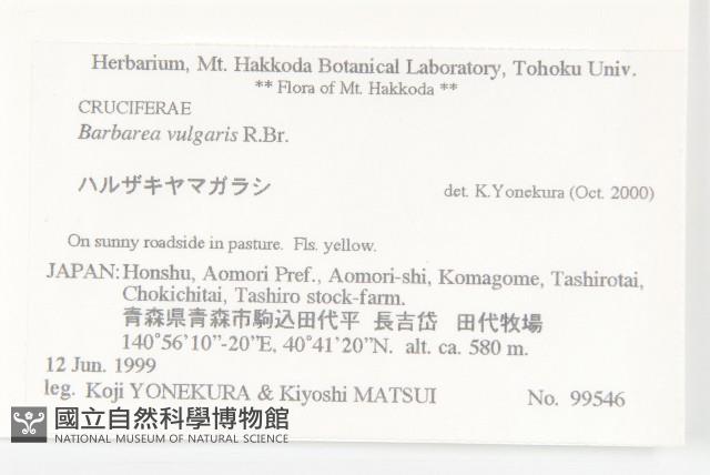 歐洲山芥藏品圖，第2張