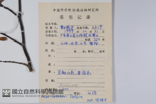 嶺南槭藏品圖，第2張