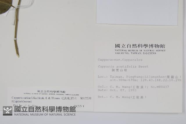 毛瓣蝴蝶木藏品圖，第2張