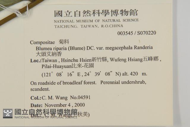 大頭艾納香藏品圖，第2張