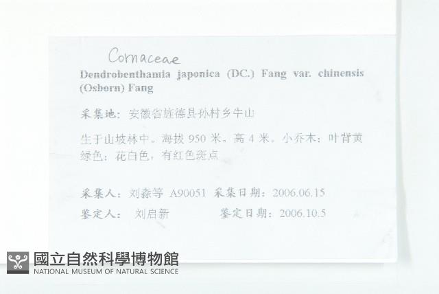 四照花藏品圖，第2張