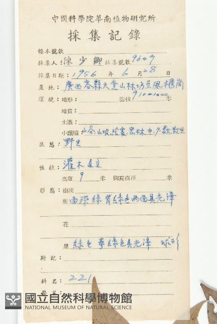 嶺南柿藏品圖，第2張