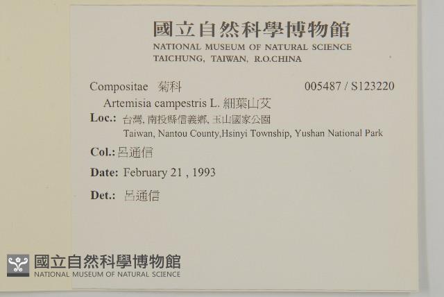 細葉山艾藏品圖，第2張