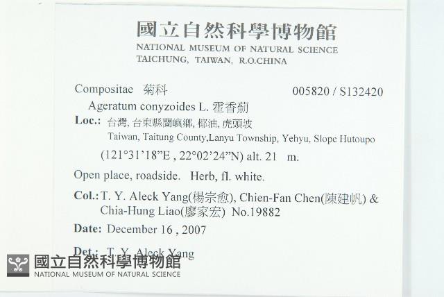 霍香薊藏品圖，第2張