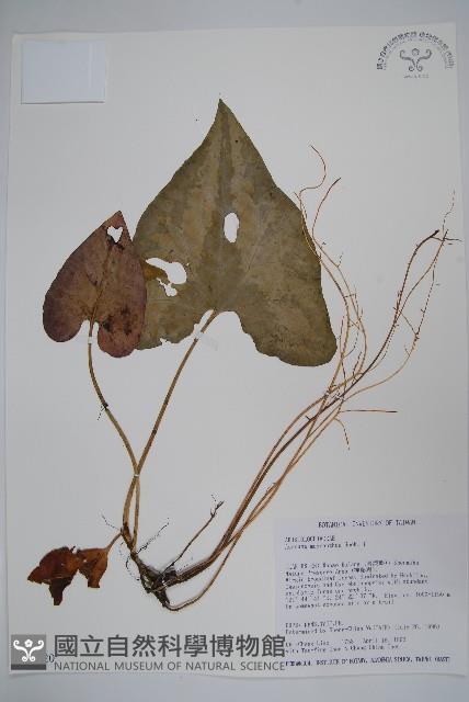 Accession Number:S032420 Collection Image, Figure 1, Total 2 Figures