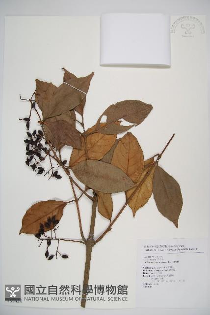 珊瑚樹藏品圖，第1張