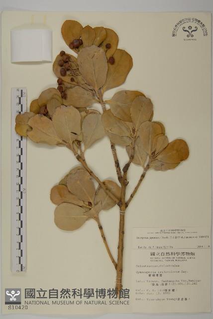 日本衛矛, 大葉黃楊藏品圖，第1張