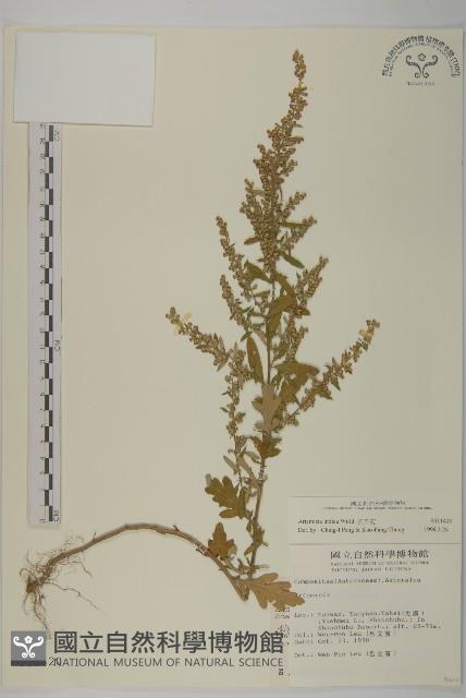 艾、五月艾藏品圖，第1張