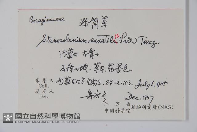 紫筒草藏品圖，第2張