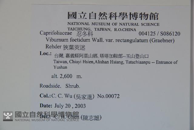 狹葉莢迷藏品圖，第2張