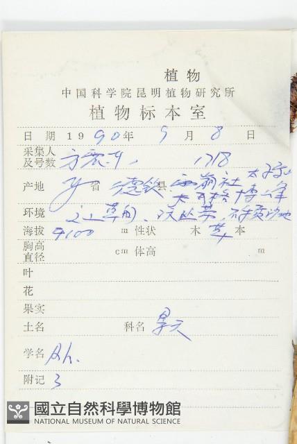 紫綠紅景天藏品圖，第2張