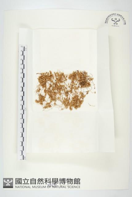 菟絲子藏品圖，第1張