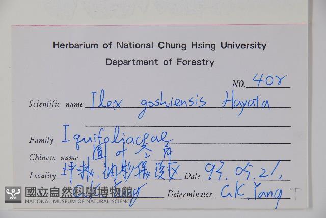 圓葉冬青藏品圖，第2張