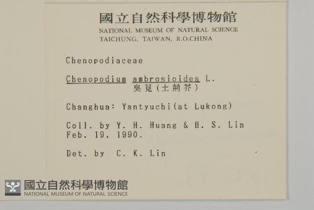 臭杏、土荊芥藏品圖，第2張