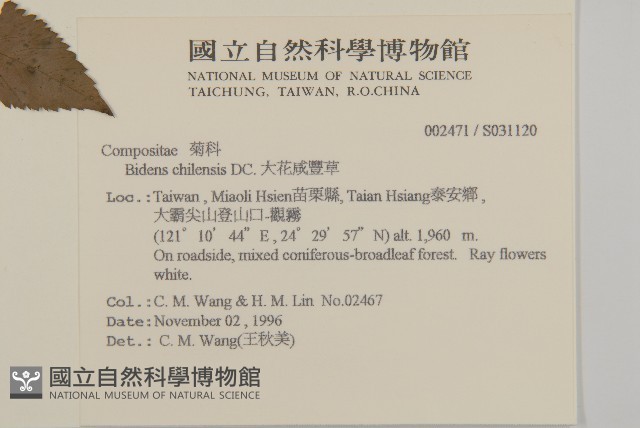 大花咸豐草藏品圖，第2張
