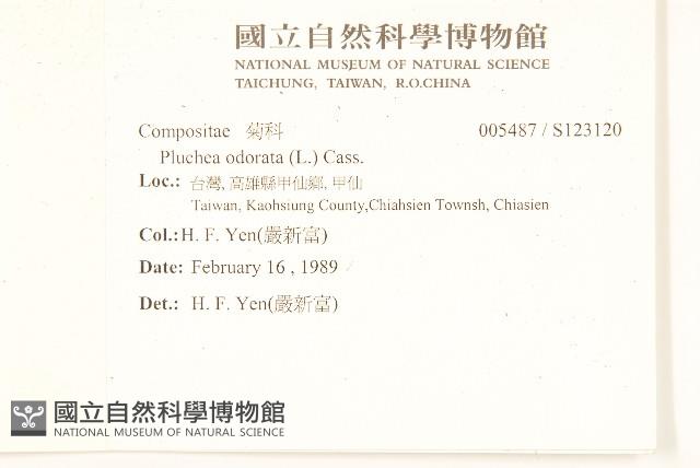 香闊苞菊藏品圖，第2張