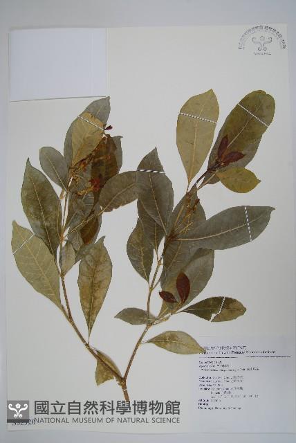 南洋馬蹄花藏品圖，第1張