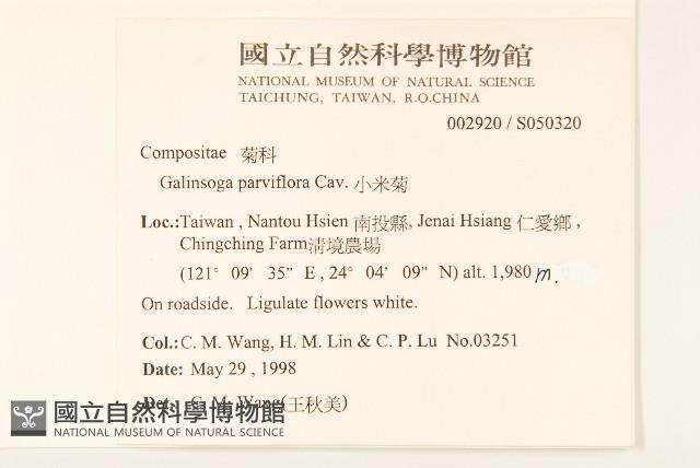 小米菊藏品圖，第2張