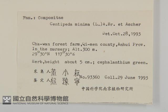 石胡荽、吐金草藏品圖，第2張