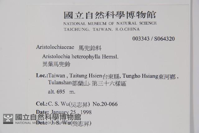 異葉馬兜鈴藏品圖，第2張