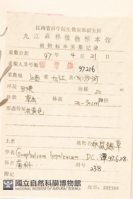 秋鼠麴草藏品圖，第2張