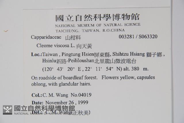 向天黃藏品圖，第2張